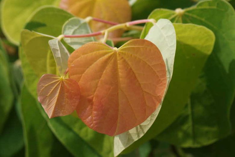 The Rising Sun Cercis, The Rising Sun Redbud, Cercis canadensis The Rising Sun, Cercis canadensis 'jn2', Eastern Redbud The Rising Sun, Small Tree, Spring Pink Flowers, Fall Color