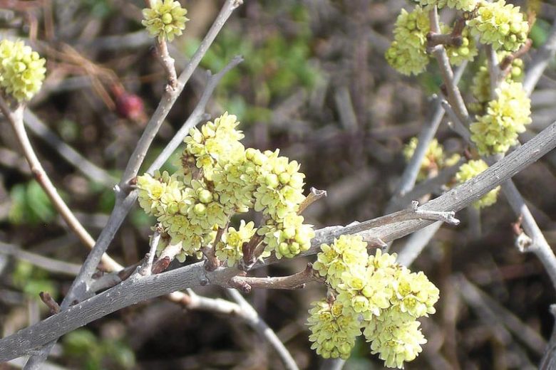 Rhus trilobata, Skunkbush, Skunkbush Sumac, Fragrant Sumac, Aromatic Sumac, Scented Sumac, Ill-scented Sumac, Basketbush, Squawbush