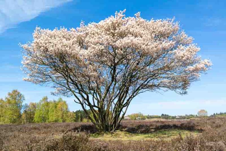 Amelanchier lamarckii, Juneberry, Snowy Mespilus, Amelanchier botryapium, Amelanchier canadensis, Amelanchier laevis, Shrub, Fall color, Shrub with berries