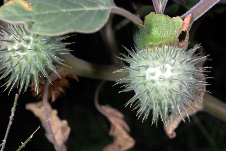 Datura wrightii, Jimsonweed, Sacred Thorn-apple, Thorn-apple, Angel Trumpet, Sacred Datura, White Flowers, Drought Tolerant Flowers, Native Flowers