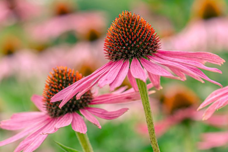 Echinacea Purpurea, Eastern Purple Coneflower, Purple Coneflower, Brauneria purpurea, Echinacea purpurea var. arkansana, Rudbeckia purpurea, Pink Coneflower, Pink Echinacea