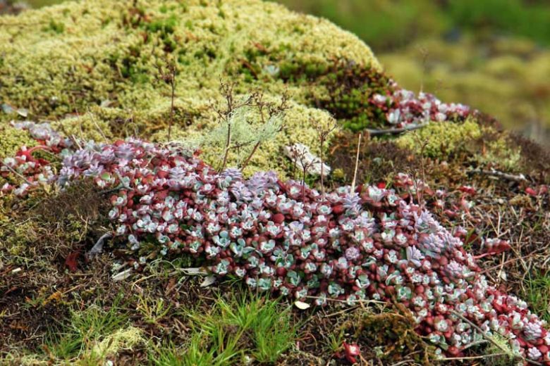 Sedum spathulifolium, Spoon-Leaved Stonecrop, Pacific Stonecrop, Broadleaf Stonecrop, Broad-Leaf Stonecrop, Common Stonecrop