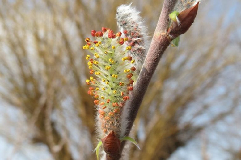 Salix purpurea, Purple Willow, Purple Osier, Bitter Willow, Basket Willow, Salix purpurea 'Helix', Deciduous Shrubs