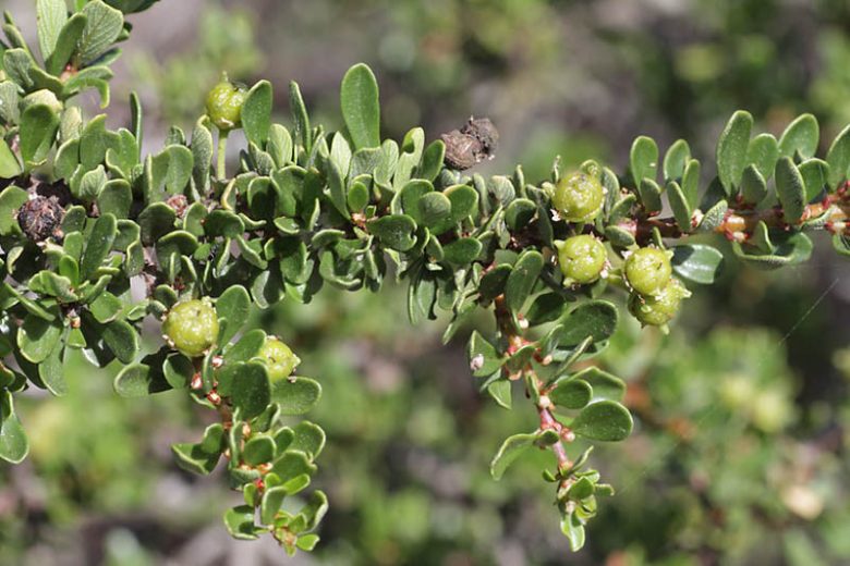 Ceanothus cuneatus, Buckbrush, Buckbrush Ceanothus, Blue Brush, Cuneate Ceanothus, Wedgeleaf Ceanothus, Fragrant Shrubs, Evergreen Shrubs