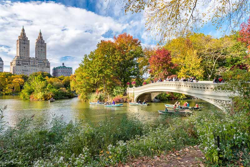 New York Native Plants