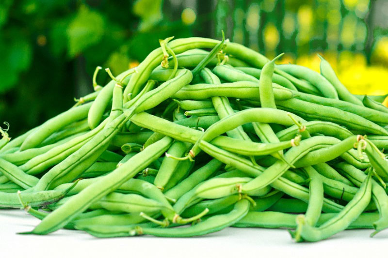 Beans, Green Beans, Black Beans, Kidney Beans, Pinto Beans, Cranberry Beans, Navy Beans, Runner Beans, phaesolus