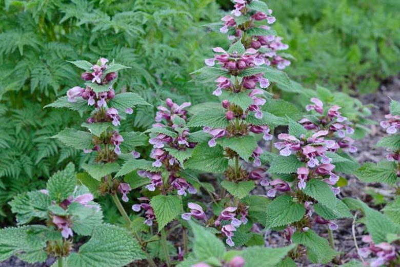 Lamium Maculatum, Spotted Dead Nettle, Spotted Deadnettle, Devil's Clover, Devil's Nettle, Double Tongue, St Vincent's Nettle,  Variegated Deadnettle, Perennial for shade, perennials for shade, shade perennial, Lamium hirsutum