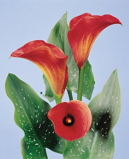 Zantedeschia 'Mango', Calla Lily 'Mango', Arum Lily 'Mango', Calla Lilies, Arum Lilies, Zantedeschia care, orange calla lilies, peach calla lilies
