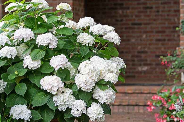 Hydrangea Macrophylla 'Blushing Bride', Bigleaf Hydrangea 'Blushing Bride', French Hydrangea 'Blushing Bride', Mophead Hydrangea 'Blushing Bride', White hydrangea, Pink hydrangea