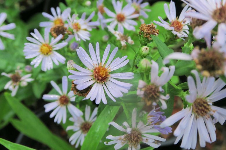 Symphyotrichum chilense, Common California Aster, Pacific Aster, Aster chilensis, Fall perennials, Fall Flowers, Purple Asters