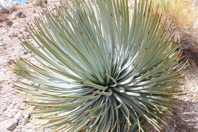 Yucca whipplei