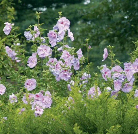 Hibiscus syriacus Lavender Chiffon®, Rose of Sharon Lavender Chiffon®, Shrub Althea Lavender Chiffon®, Flowering Shrub, Lavender flowers, Lavender Hibiscus
