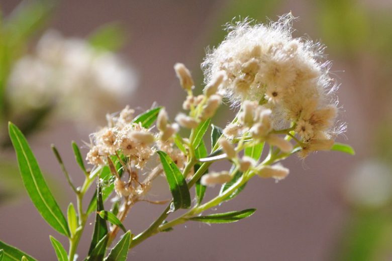 Baccharis salicifolia, Mule's Fat, Seep Willow, Baccharis glutinosa, Baccharis viminea, Molina salicifolia