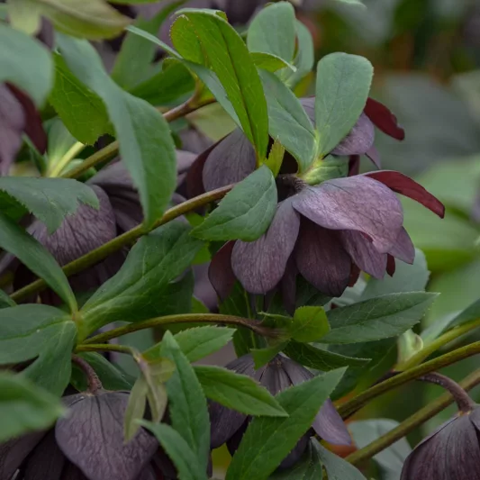 Dashing Groomsmen Hellebore, Helleborus Dashing Groomsmen,  Hellebore 'Dashing Groomsmen', Lenten Rose 'Dashing Groomsmen', Black Hellebore, Black Lenten Rose