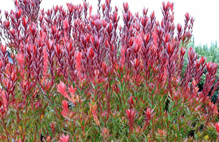 Leucadendron 'Safari Sunshine', 'Safari Sunshine' Conebush, Leucadendron 'Jester', 'Jester' Conebush, Red Leucadendron, Red flowers, Mediterranean shrubs, Evergreen Shrubs