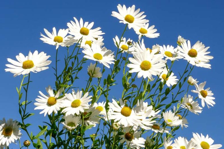 Leucanthemella serotina, Autumn Ox-Eye Daisy, Giant Daisy, High Daisy, Chrysanthemum serotinum, Chrysanthemum uliginosum, Leucanthemum maximum uliginosum, White Flowers, Fall Flowers