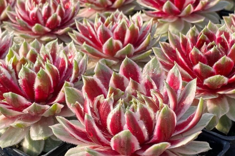 Sempervivum Lotus Blossom, Hens and Chicks Lotus Blossom, Houseleek Lotus Blossom, Chick Charms Series, succulent, evergreen succulent, Red Succulent, drought tolerant perennial, drought tolerant plant