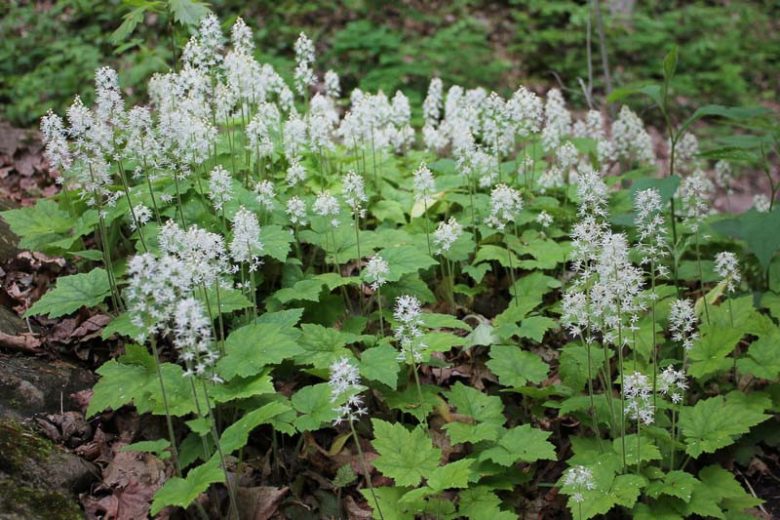 Tiarella cordifolia, Foam Flower, Coolwort, False Mitrewort, White Coolwort, Shade plants, White Flowers