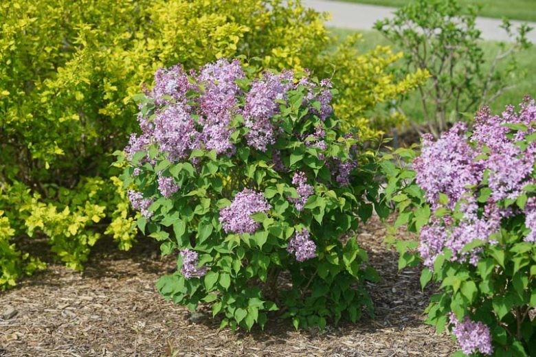 Syringa x hyacinthiflora Scentara Pura, Syringa Scentara  Pura, Early Flowering Lilac Scentara Pura, Early Hybrid Lilac Scentara Pura, Purple lilac, Fragrant Lilac, Purple Flowers, Fragrant Shrub, Fragrant Tree