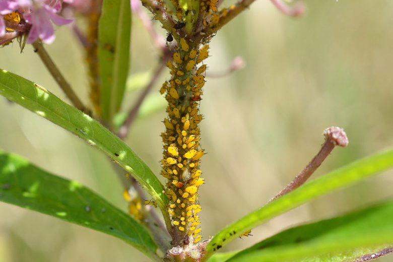 Aphid, Aphids