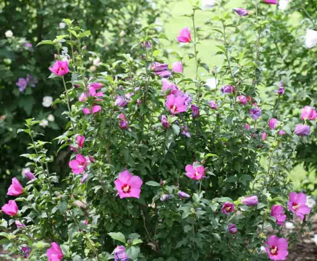 Hibiscus syriacus 'Lil' Kim', Rose of Sharon 'Lil' Kim', Shrub Althea 'Lil' Kim', Hibiscus 'Lil' Kim', Hibiscus syriacus 'Antong Two', Flowering Shrub, White flowers, White Hibiscus