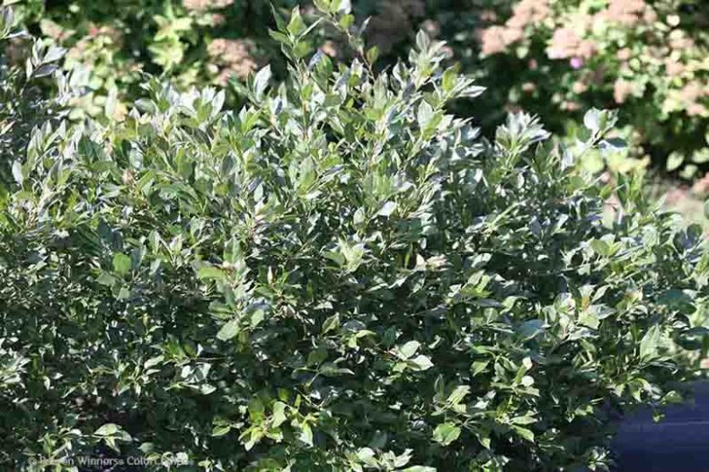 Ilex Verticillata Little Goblin® Guy, Winterberry Little Goblin® Guy, red berries, evergreen shrub, American winterberry, Aquifoliaceae, Berry, holly, Ilex, winter shrub