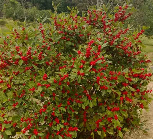 Ilex Verticillata Little Goblin® Red, Winterberry Little Goblin® Red, red berries, evergreen shrub, American winterberry, Aquifoliaceae, Berry, holly, Ilex, winter shrub