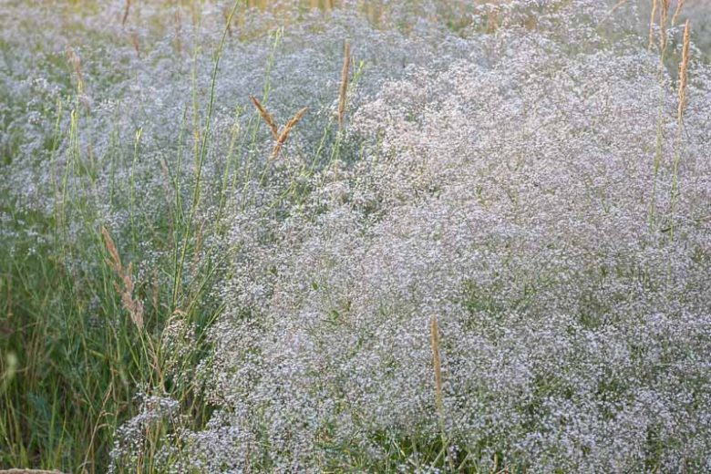 Gypsophila Paniculata Festival Star, Baby's breath Festival Star, Gypsophila Paniculata information, Baby's breath information