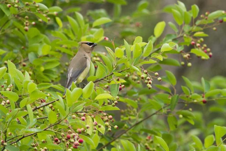 Amelanchier canadensis, Serviceberry, Juneberry, Grape Pear, Shadblow, Shadbush, Shrub, Fall color, Shrub with berries