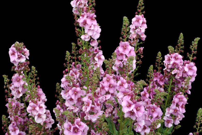 Verbascum 'Lavender Lass', Lavender Lass Mullein, Lavender flowers,  Purple Flowers, Architectural plants, Vertical Plants, Deer Tolerant perennials,