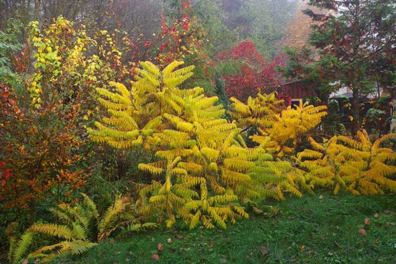 Rhus Typhina, Staghorn Sumac, Velvet Sumac, Datisca hirta, Rhus hirta, Rhus typhina var. laciniata, Fall Color