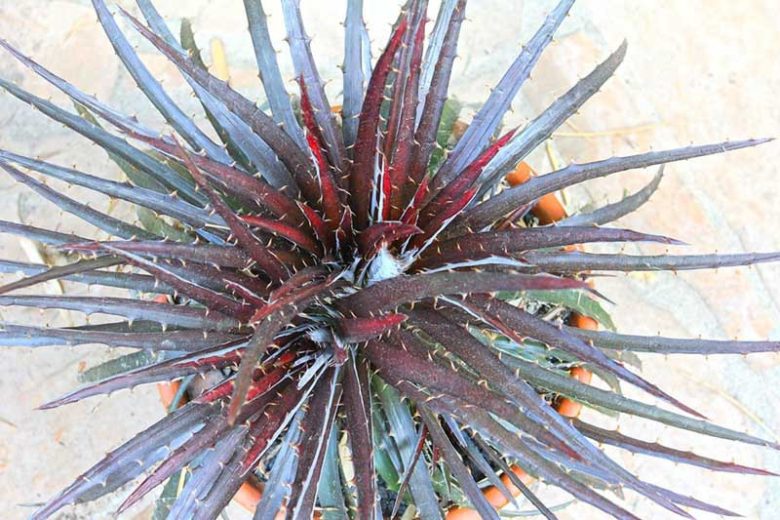 Dyckia Burgundy Ice, dark Dyckia, Black Dyckia, Burgundy Dyckia, Dark Succulent