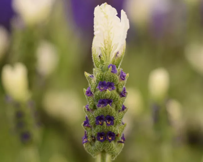 Lavandula Stoechas 'Anouk White' , French Lavender 'Anouk White', Spanish Lavender 'Anouk White', Butterfly Lavender' Anouk White',White Lavenders, Drought tolerant plant, Summer blooms, Deer resistant plants, fragrant flowers