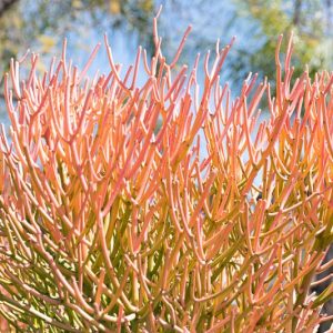 Euphorbia tirucalli 'Sticks on Fire'