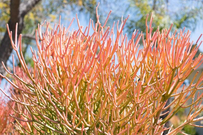 Euphorbia tirucalli 'Sticks on Fire'