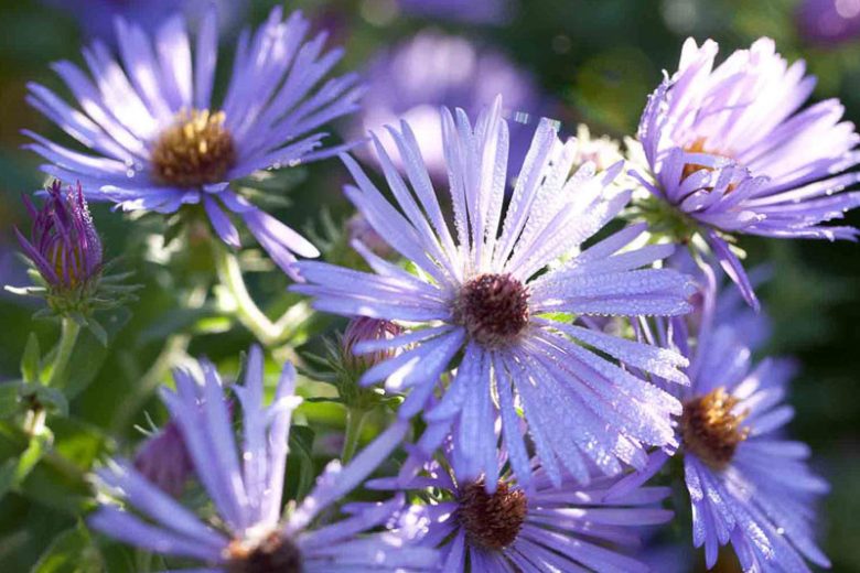 Symphyotrichum oblongifolium 'Raydon’s Favorite',Aromatic Aster 'Raydon’s Favorite', Fall Aster 'Raydon’s Favorite', Aster obligonfolius 'Raydon’s Favorite'