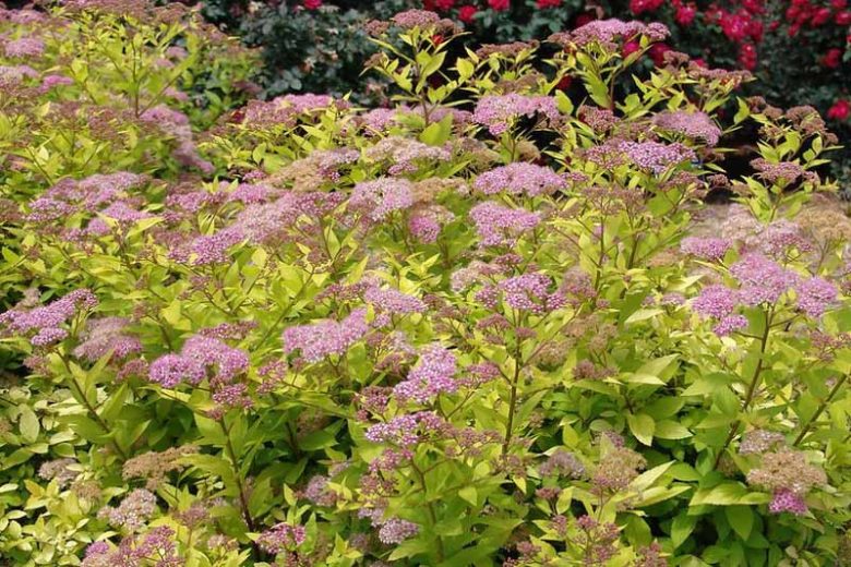 Spiraea japonica, Japanese Spirea, Japanese Meadowsweet, Pink Flowers, Pink Shrubs