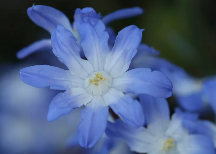 Scilla sardensis, Lesser Glory of the Snow, Chionodoxa sardensis, Spring Bulbs, Spring Flowers, Blue Flowers, Blue Spring Flowers