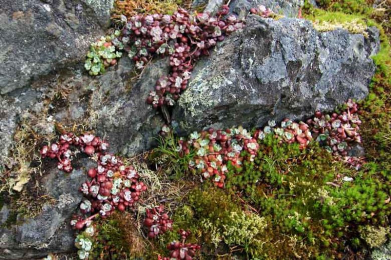 Sedum spathulifolium, Spoon-Leaved Stonecrop, Pacific Stonecrop, Broadleaf Stonecrop, Broad-Leaf Stonecrop, Common Stonecrop
