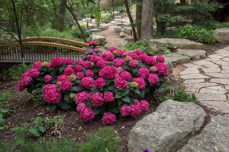 Endless Summer Hydrangea,  Hydrangea Macrophylla 'Summer Crush', Bigleaf Hydrangea Summer Crush®, Mophead Hydrangea Summer Crush®, Hortensia Summer Crush®, Hydrangea Bush,