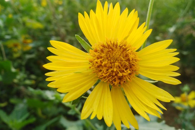 Verbesina encelioides, Cowpen Daisy, Golden Crownbeard, Butter Daisy, Drought tolerant plants, dry soil plants, heat tolerant plants, humidity tolerant plants, yellow flowers
