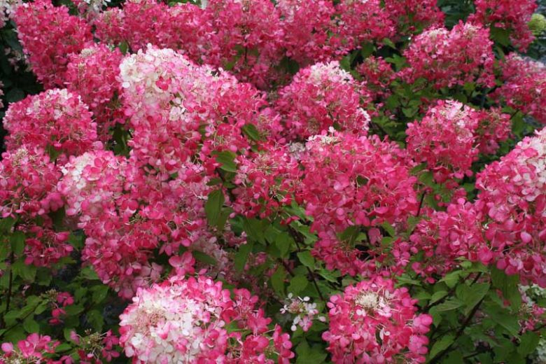 Hydrangea Paniculata Diamond Rouge, Diamond Rouge Hydrangea, Hydrangea 'Diamond Rouge', Panicle Hydrangea 'Diamond Rouge', Paniculate Hydrangea 'Diamond Rouge',  Hydrangea paniculata 'Rendia