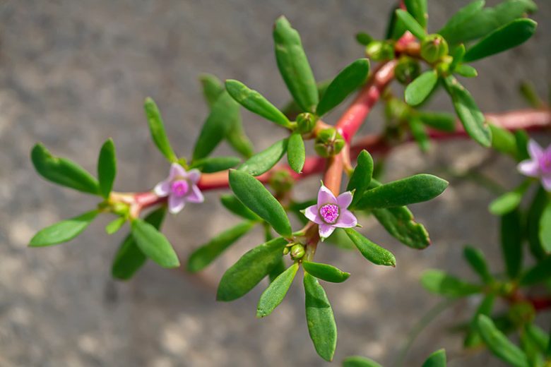 Sesuvium portulacastrum, Shoreline Seapurslane, Sea Purslane, Cenicilla, Portulaca portulacastrum, Ground Cover, Groundcover