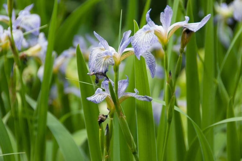 Iris versicolor  'Whodunit', Blue Flag  'Whodunit', Boston Iris  'Whodunit', Wild Iris  'Whodunit', Iris for Ponds, Perennial for wet soil, Perennial for poorly drained soils, Blue Flowers