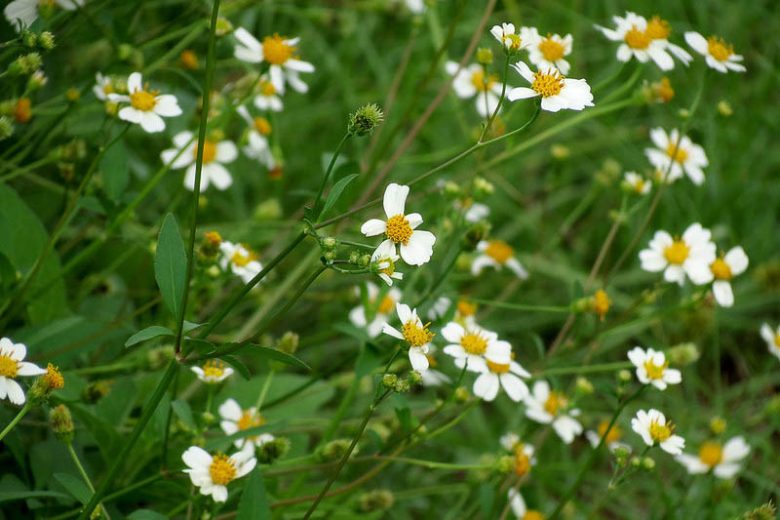 Bidens alba, Smooth Beggartick, Common Beggarticks, Shepherd's Needles, Spanish Needles, Butterfly Needles, Hairy Beggarticks, Romerillo