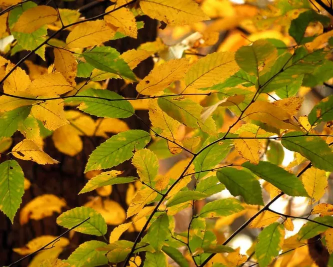 Carpinus caroliniana