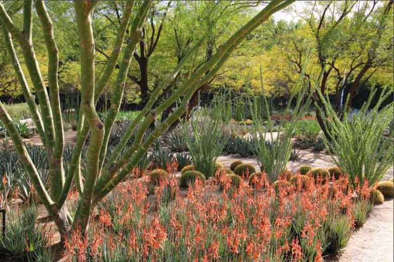 Aloe 'Blue Elf', Blue Elf Aloe, Orange flowers, Succulents, Aloes, Drought tolerant plants