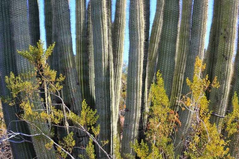 Stenocereus thurberi, Organ Pipe Cactus, Organpipe Cactus, Organ-Pipe Cactus, Cereus thurberi, Lemaireocereus thurberi, Marshallocereus thurberi, Neolemaireocereus thurberi, Pilocereus thurberi, Rathbunia thurberi , Columnar Cactus, Columnar Succulent