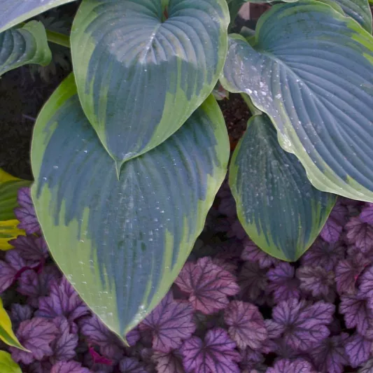 Hosta 'Wu-La-La',  Plantain Lily 'Wu-La-La', Wu-La-La Hosta, Giant Hosta, Variegated Hostas, Shade perennials, Plants for shade