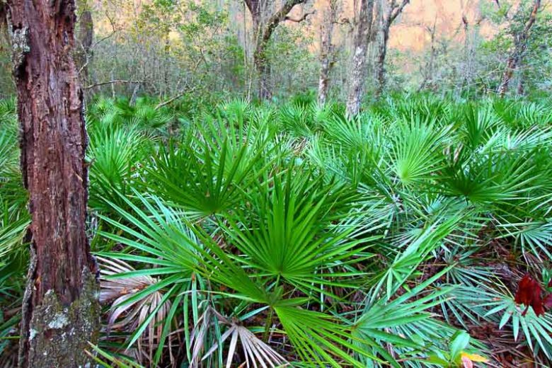 Serenoa repens, Saw Palmetto, Brahea serrulata, Corypha repens, Serenoa serrulata